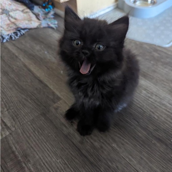 MEET FELIX 🐈⬛ - Picture 6 of 12